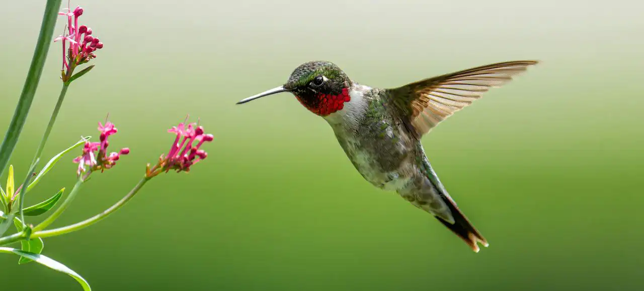 مرغ مگس خوار گردن یاقوتی